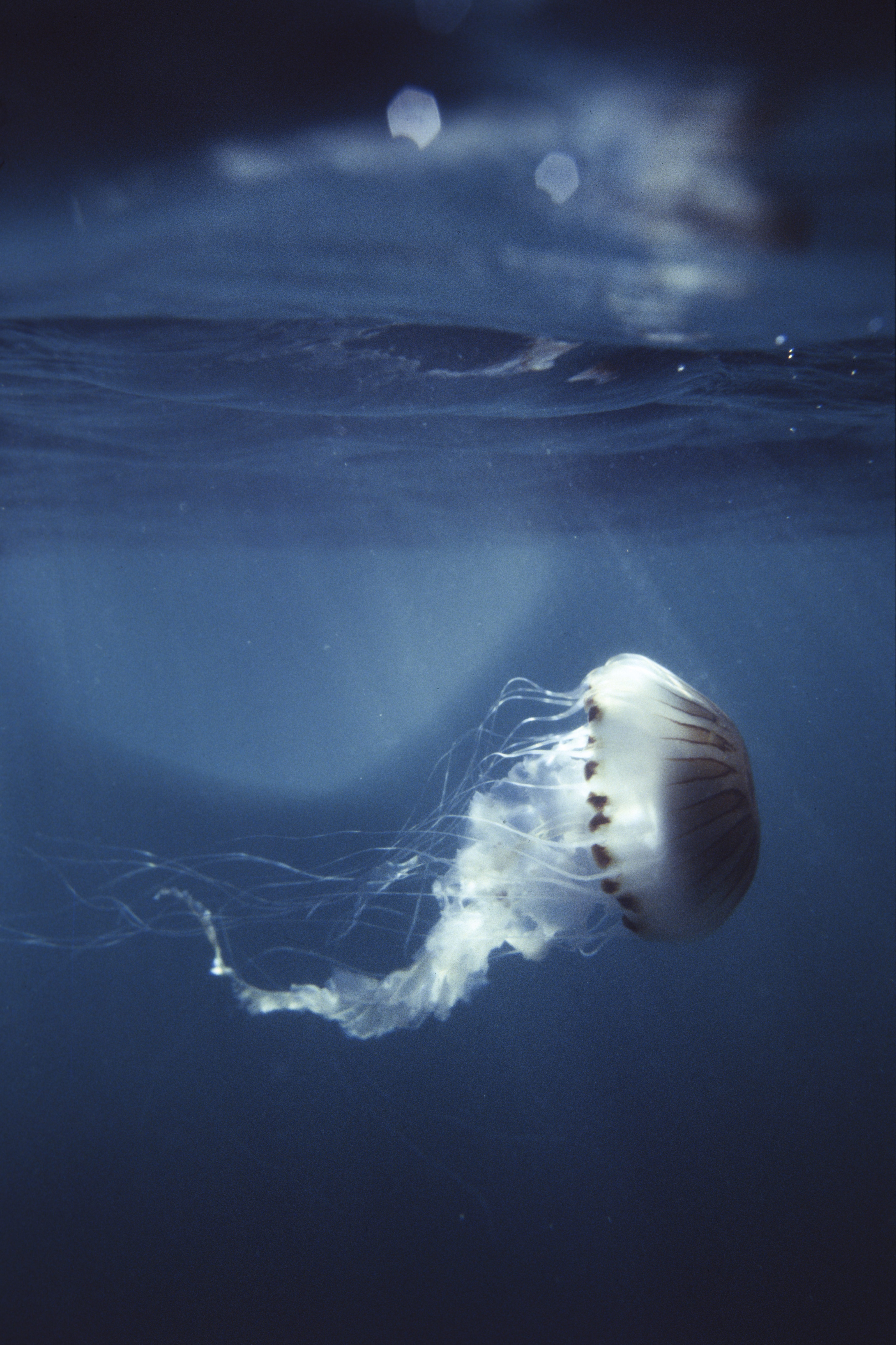 sango　コダックフィルム　コダカラー　ウォルター•チャンドーハ sango様専用 コダックフィルム コダカラー ウォルター•チャン